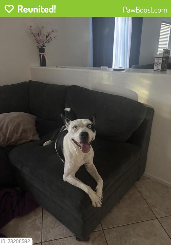 Reunited Female Dog last seen colbalt, Victorville, CA 92392