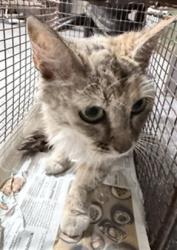 Shelter Stray Female Cat last seen , 3201 Lacy St, Los Angeles, CA 90031, USA
