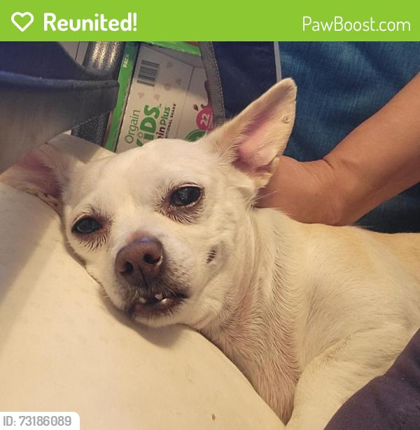 Reunited Female Dog last seen Calle birch y cherry en la 90 th Ave Oakland CA, Oakland, CA 94603