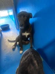 Shelter Stray Female Dog last seen Near BLK 10TH ST, BAKERSFIELD, CA, 201 S Mt Vernon Ave, Bakersfield, CA 93307, USA