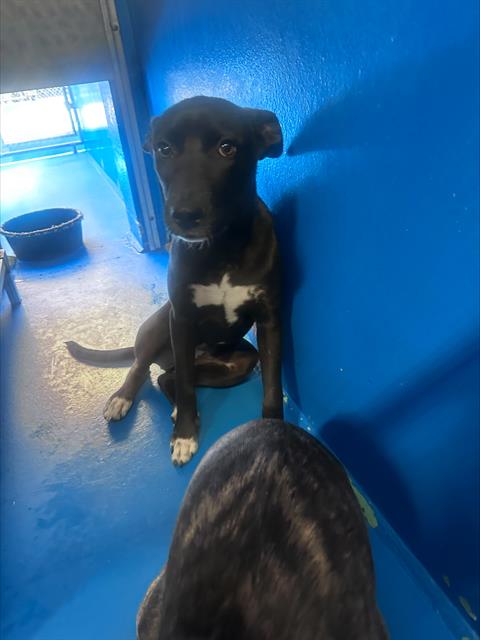 Shelter Stray Female Dog last seen Near BLK 10TH ST, BAKERSFIELD, CA, 201 S Mt Vernon Ave, Bakersfield, CA 93307, USA