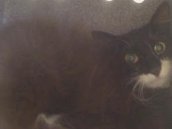 Shelter Stray Female Cat last seen Near BLOCK E JAHANT RD, 95632, 3839 Bradshaw Rd, Sacramento, CA 95827, USA