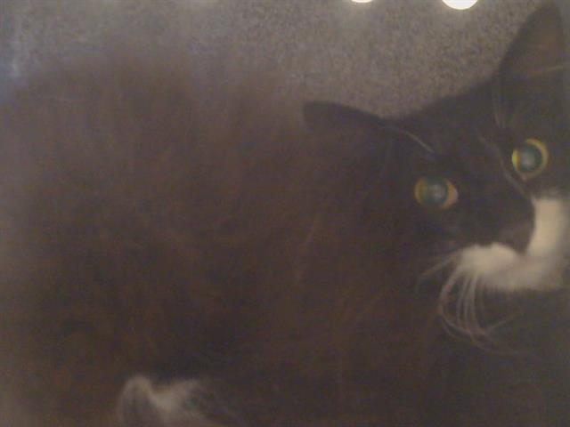 Shelter Stray Female Cat last seen Near BLOCK E JAHANT RD, 95632, 3839 Bradshaw Rd, Sacramento, CA 95827, USA