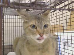 Shelter Stray Female Cat last seen Near BLOCK E JAHANT RD, 95632, 3839 Bradshaw Rd, Sacramento, CA 95827, USA