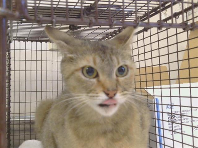 Shelter Stray Female Cat last seen Near BLOCK E JAHANT RD, 95632, 3839 Bradshaw Rd, Sacramento, CA 95827, USA