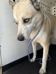 Shelter Stray Female Dog last seen Near BLK STOCKDALE HWY, BAKERSFIELD, CA, 201 S Mt Vernon Ave, Bakersfield, CA 93307, USA