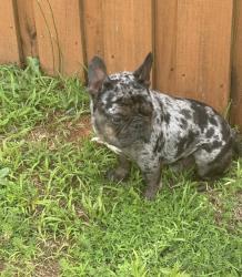 Lost Male Dog last seen Near rosebay way, Conyers, GA 30094