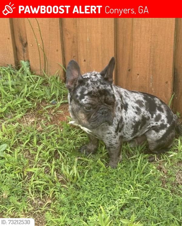 Lost Male Dog last seen Near rosebay way, Conyers, GA 30094
