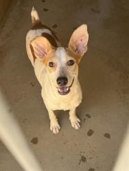 Shelter Stray Female Dog last seen CENTRAL AVE & FLORINE DR, 130 Beyer Way, Chula Vista, CA 91911, USA