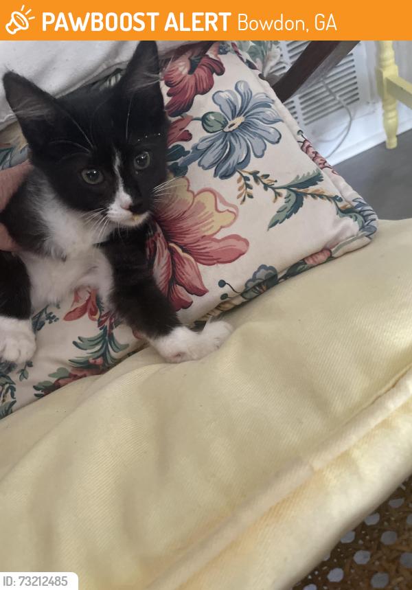 Found/Stray Unknown Cat last seen Cedar Valley Apt, Bowdon, GA 30108
