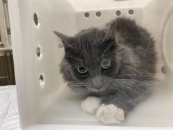 Shelter Stray Female Cat last seen Near BLOCK N 53RD ST, 3839 W Burnham St, West Milwaukee, WI 53215, USA