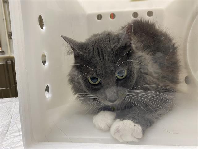 Shelter Stray Female Cat last seen Near BLOCK N 53RD ST, 3839 W Burnham St, West Milwaukee, WI 53215, USA