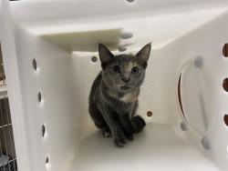 Shelter Stray Female Cat last seen Near BLOCK N 40TH ST, 3839 W Burnham St, West Milwaukee, WI 53215, USA