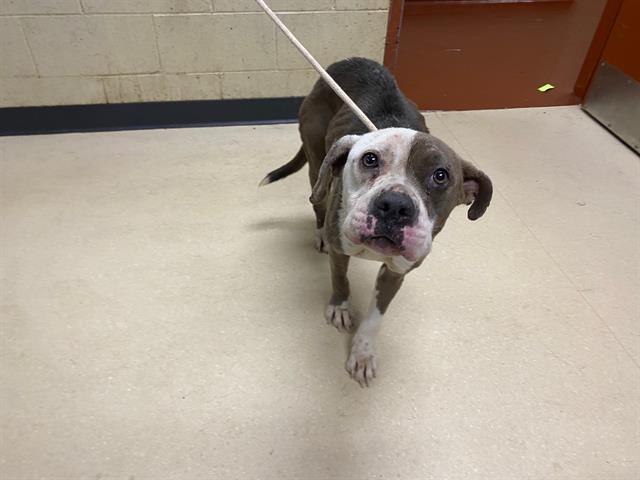 Shelter Stray Female Dog last seen Near BLOCK N 48TH ST, 3839 W Burnham St, West Milwaukee, WI 53215, USA