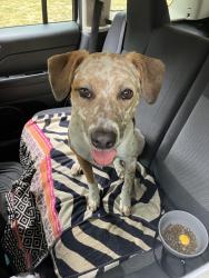 Reunited Female Dog last seen Hardy's Market Sequim, Sequim, WA 98382