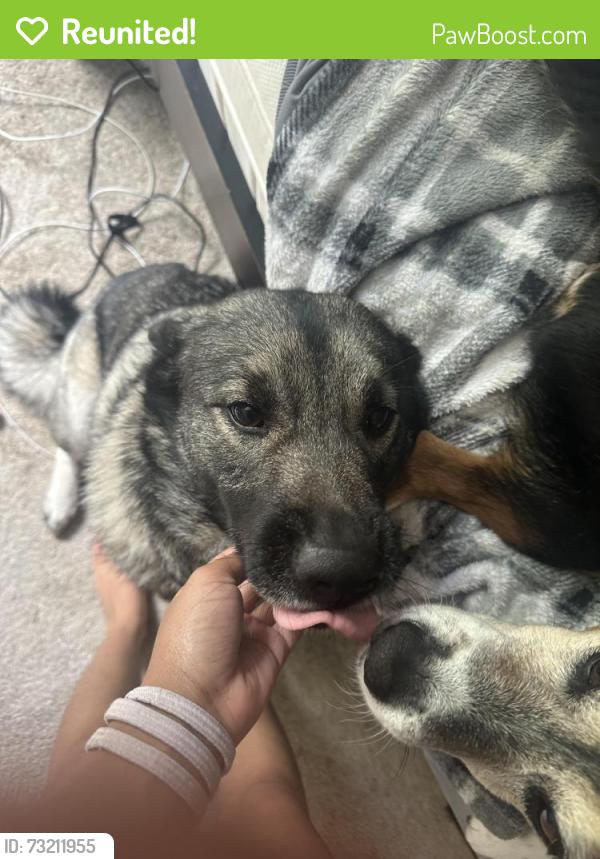 Reunited Female Dog last seen Near Grinell drive, Richmond, VA 23236