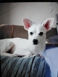 Lost Male Dog last seen 52nd street. and Luther Ave, Sacramento, CA 95822