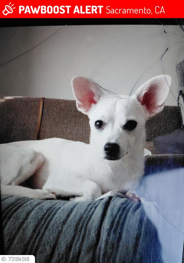 Lost Male Dog last seen 52nd street. and Luther Ave, Sacramento, CA 95822