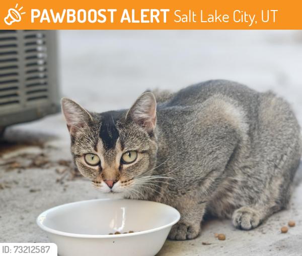 Found/Stray Unknown Cat last seen Liberty park, Salt Lake City, UT 84102