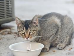Found/Stray Unknown Cat last seen Liberty park, Salt Lake City, UT 84102