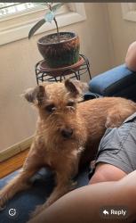 Lost Female Dog last seen Laguardia airport, Queens, NY 11370