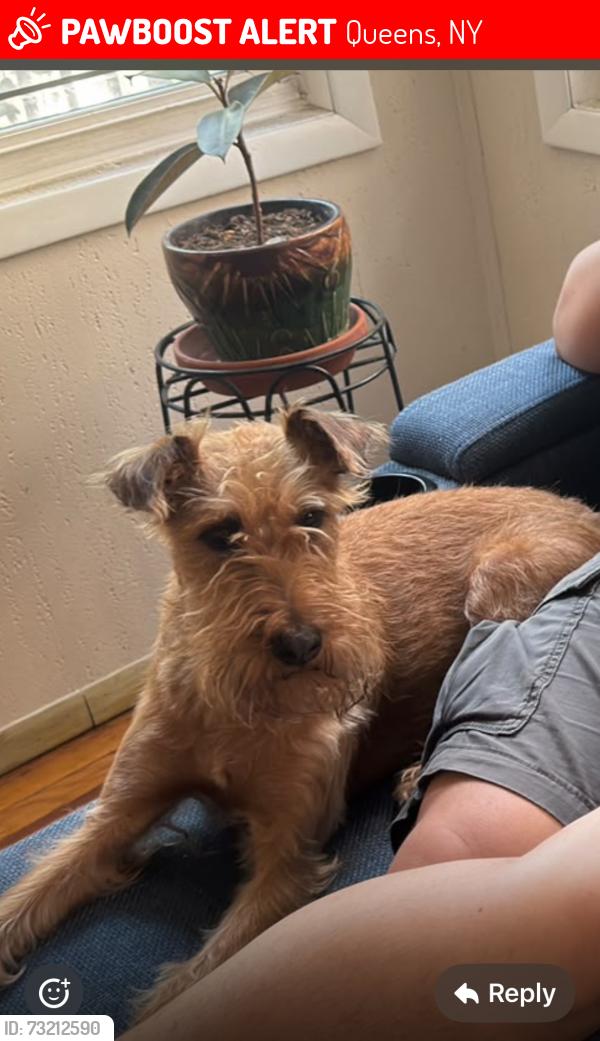 Lost Female Dog last seen Laguardia airport, Queens, NY 11370