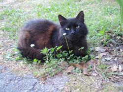 Lost Female Cat last seen Patton Dr. and Churchill Circle, Greenville, SC 29605