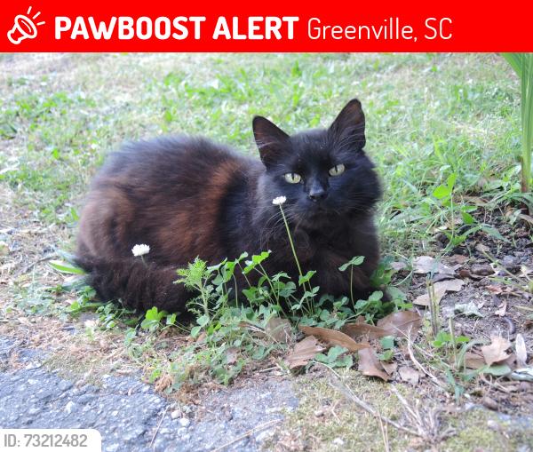 Lost Female Cat last seen Patton Dr. and Churchill Circle, Greenville, SC 29605
