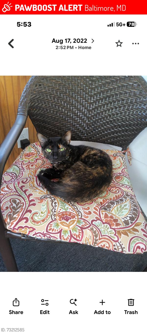 Lost Female Cat last seen Belair and green hill ave, Baltimore, MD 21206