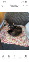 Lost Female Cat last seen Belair and green hill ave, Baltimore, MD 21206