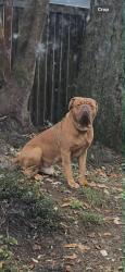 Lost Male Dog last seen 97th st NW and Creviston Rd NW on the Key Peninsula, Wauna, WA 98329