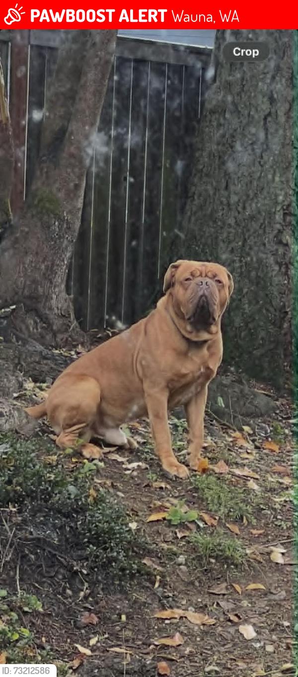 Lost Male Dog last seen 97th st NW and Creviston Rd NW on the Key Peninsula, Wauna, WA 98329