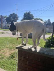 Lost Female Dog last seen Hamilton crossing Nw, Cartersville, GA 30120