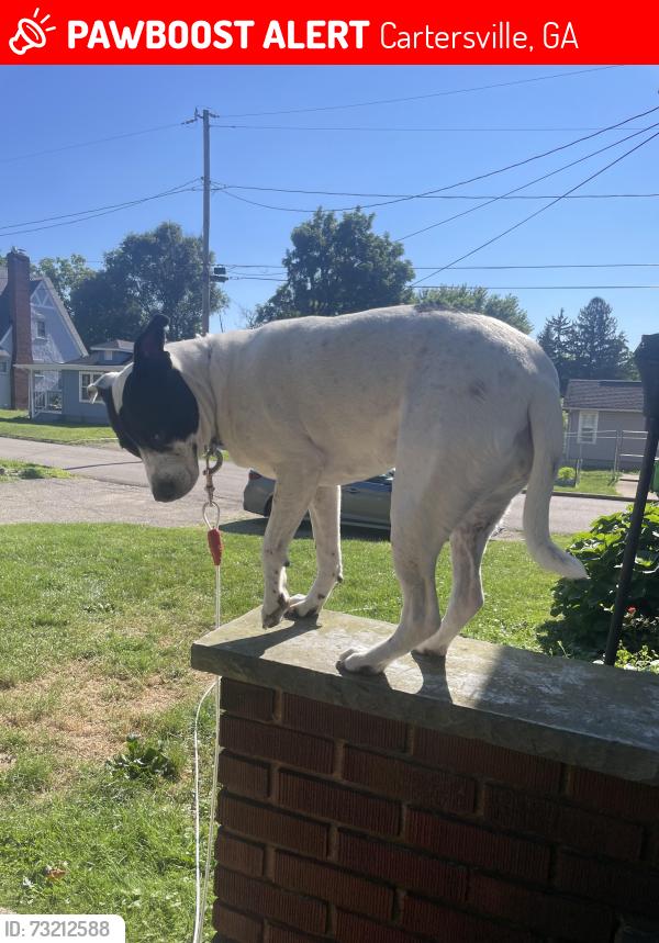 Lost Female Dog last seen Hamilton crossing Nw, Cartersville, GA 30120