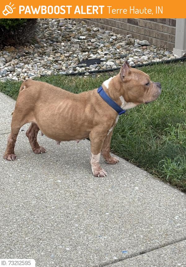 Found/Stray Female Dog last seen Sycamore Place, Terre Haute, IN 47807