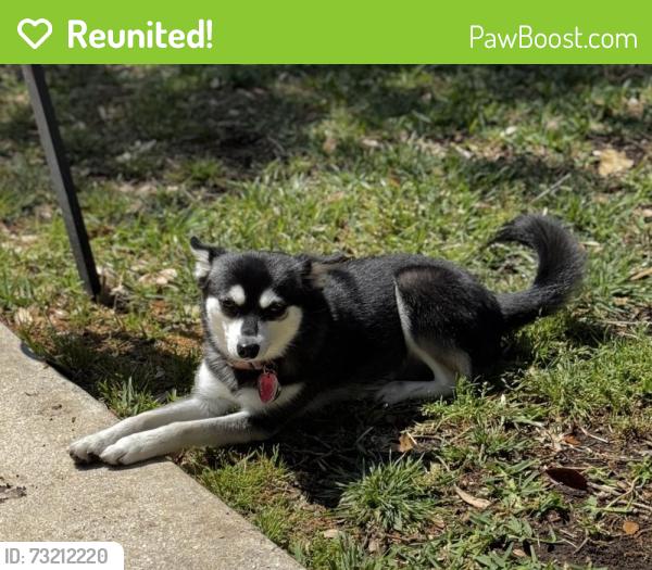 Reunited Female Dog last seen Golden Bear Drive/Jack Nicklaus Drive, Lakeway, TX 78738