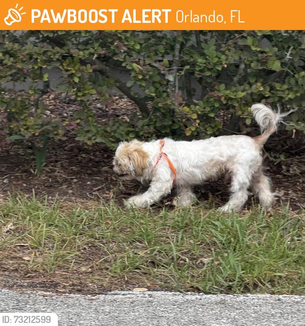 Found/Stray Male Dog last seen Truman and Decatur, Orlando, FL 32814