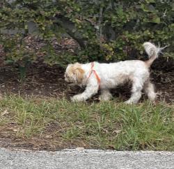 Found/Stray Male Dog last seen Truman and Decatur, Orlando, FL 32814