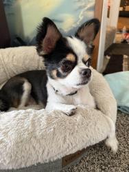 Reunited Male Dog last seen RV PARK ON NASP, Pensacola, FL 32508