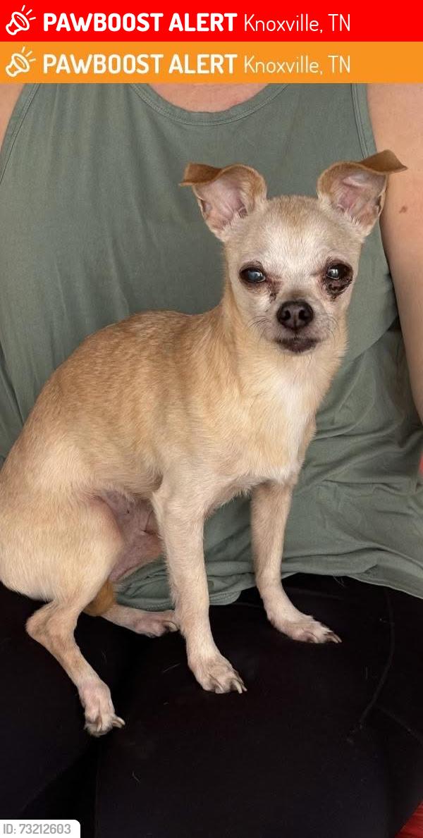 Lost Male Dog last seen Mill run drive, Knoxville, TN 37922