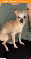 Lost Male Dog last seen Mill run drive, Knoxville, TN 37922