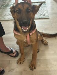 Found/Stray Male Dog last seen Ave 48 and Monroe, Indio, CA 92201