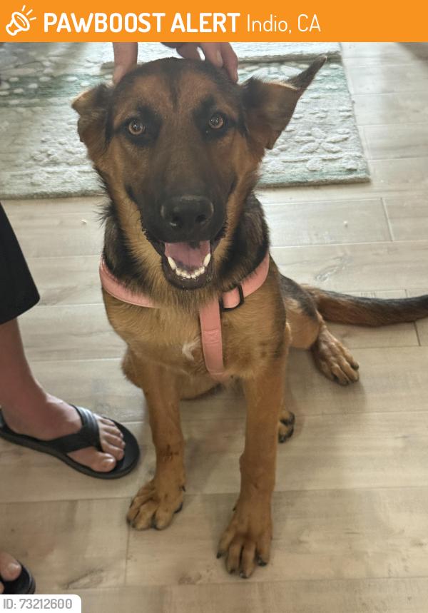 Found/Stray Male Dog last seen Ave 48 and Monroe, Indio, CA 92201
