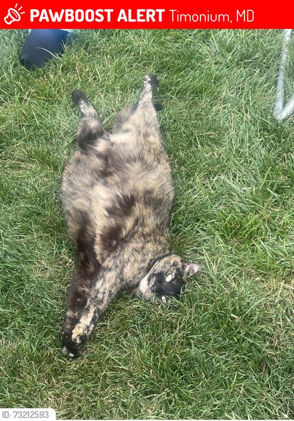 Lost Female Cat last seen Hammen ave and Sweetbriar Timonium, Timonium, MD 21093