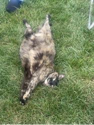 Lost Female Cat last seen Hammen ave and Sweetbriar Timonium, Timonium, MD 21093