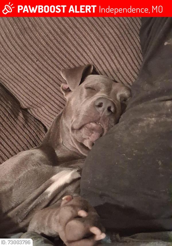 Lost Female Dog last seen Kentucky and northern, Independence, MO 64053