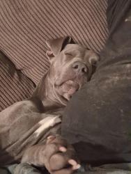 Lost Female Dog last seen Kentucky and northern, Independence, MO 64053