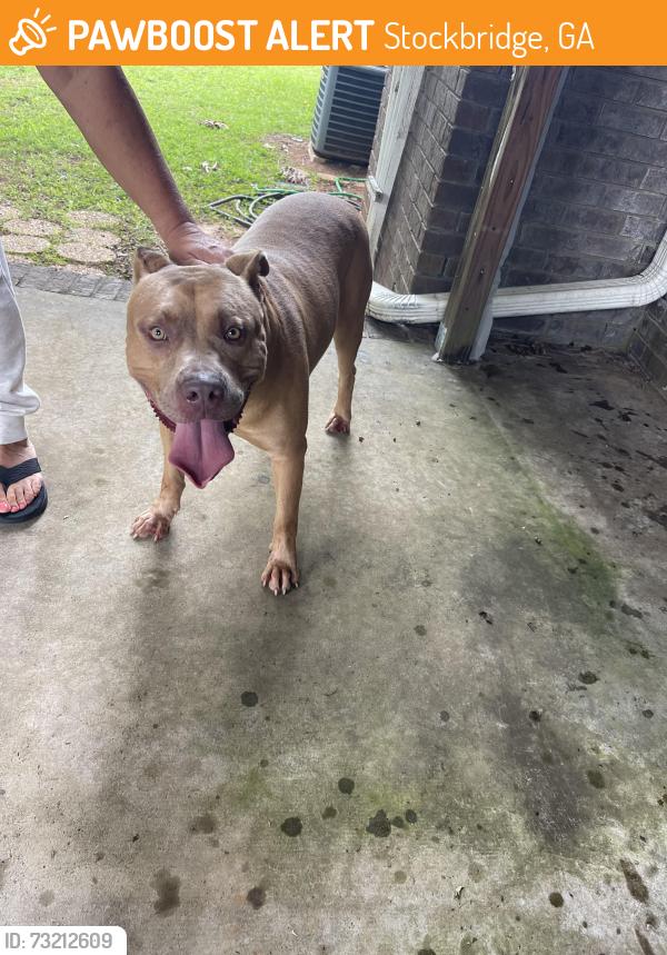 Found/Stray Male Dog last seen Cook lane & Eva Lane, Stockbridge, GA 30281