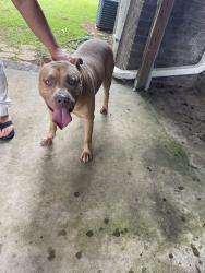 Found/Stray Male Dog last seen Cook lane & Eva Lane, Stockbridge, GA 30281