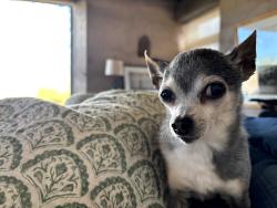 Lost Female Dog last seen Loma Larga Rd & Richard Rd, Corrales, NM 87048